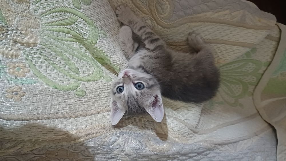 Котенок девочка 1,5 мес