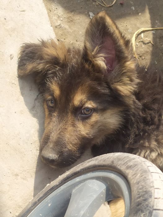 к продаже щенки овчарки