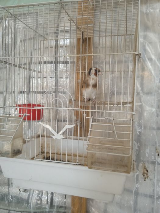 Кушла сотилади. К с