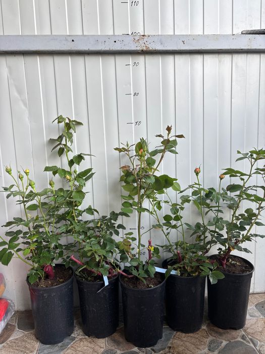 Trandafiri la ghiveci angro