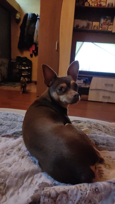 Пропала собака !!!