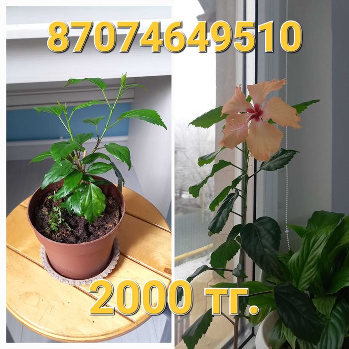 Китайская роза оранжевая