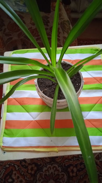 Цветы комнатные любой по 500 тг