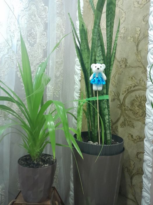 Продам пальму панданус