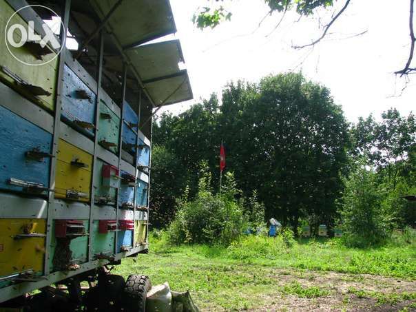 Натуральный Лечебный Мёд 3.000 тг./кг.