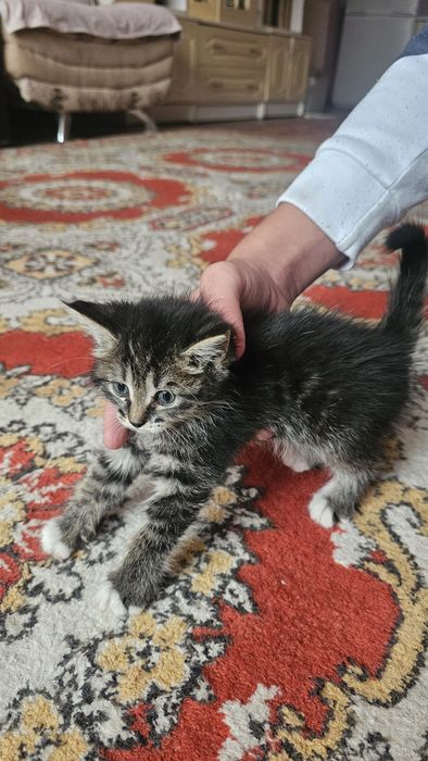 Бесплатно котята