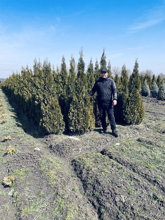 Туя смарагд