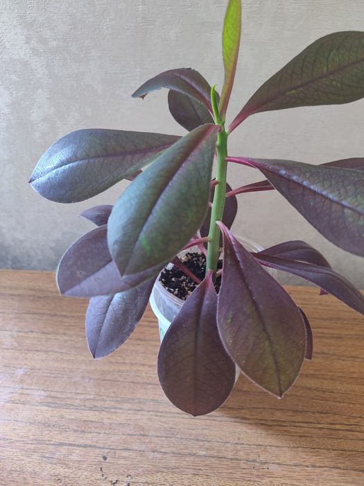 Продам синадениум