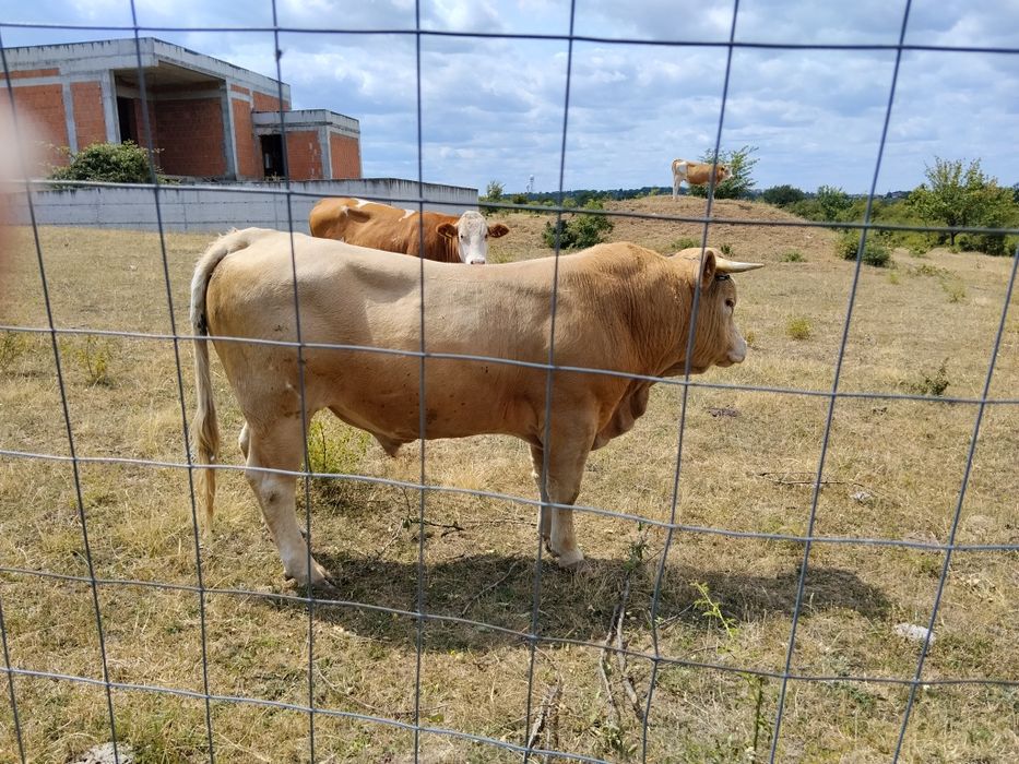 Taur  de  vânzare