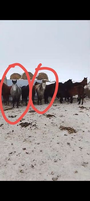 Жылқы сатылады 550 мыңнан басына