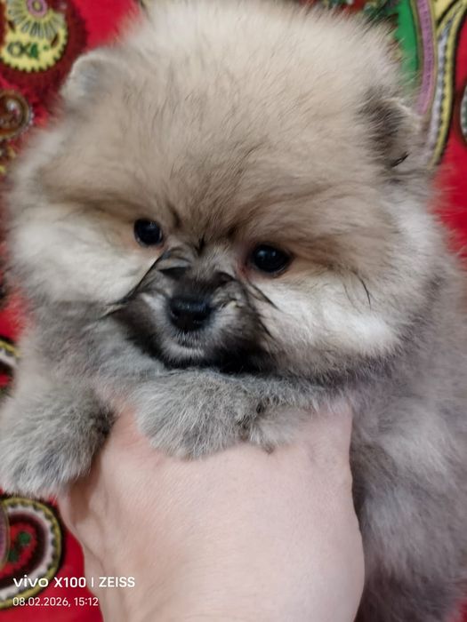 Очаровательные щенки шпица.