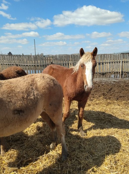 Продам 40 голов жеребчиков 2025 г.