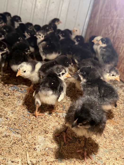 Жужалар астралоб, цеплять, juja, jo'ja, жўжа,