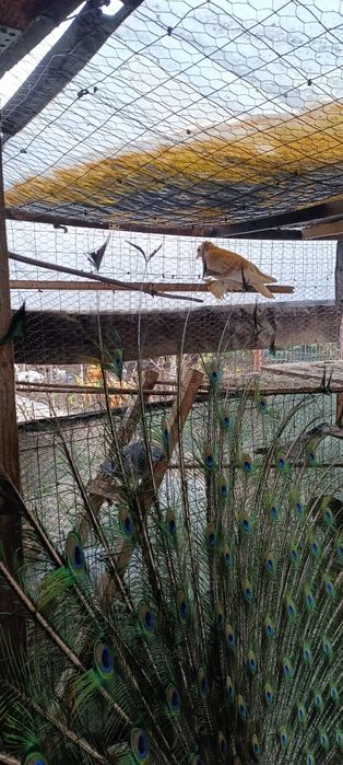 Porumbei diferite rase