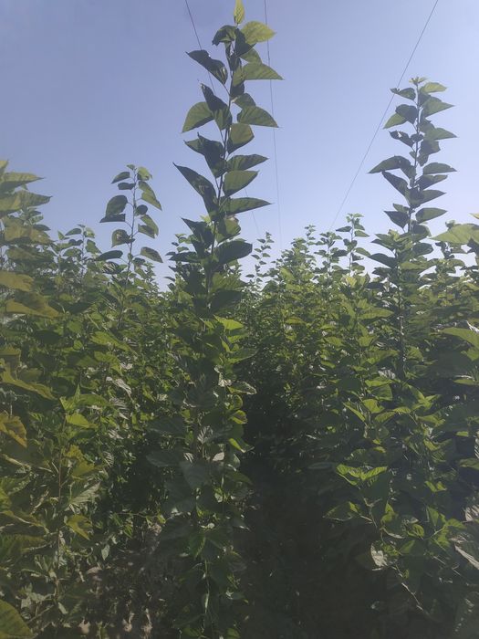 Tut kuchatlari kelishilgan narxda