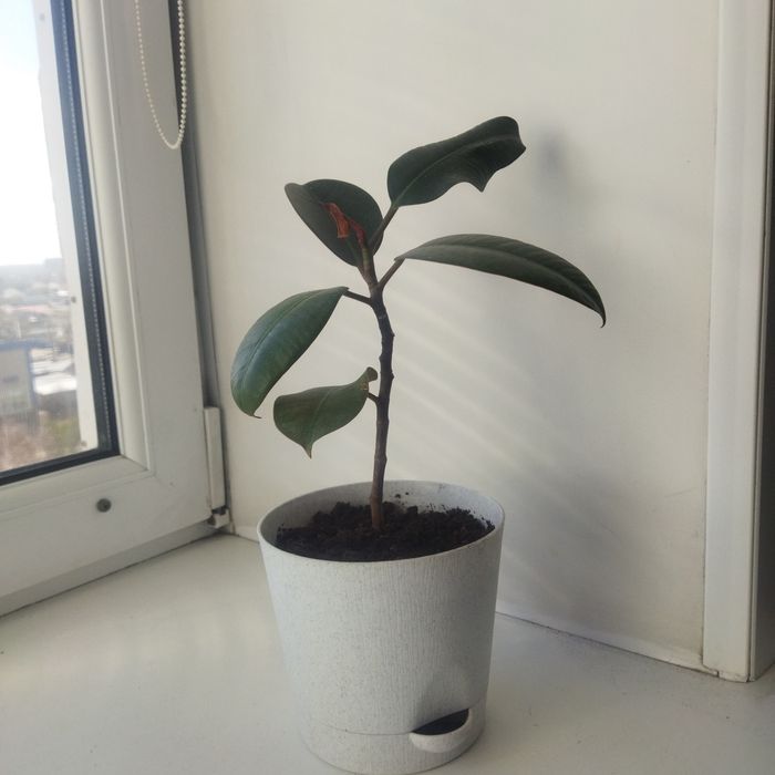 Фикус, денежное дерево