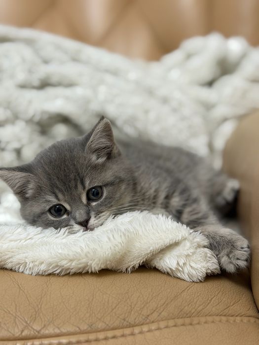 Котёнок Британец