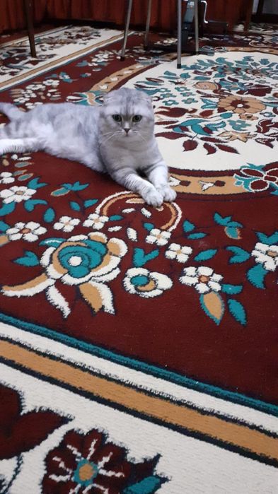 Вязка кота скоттиш фолд