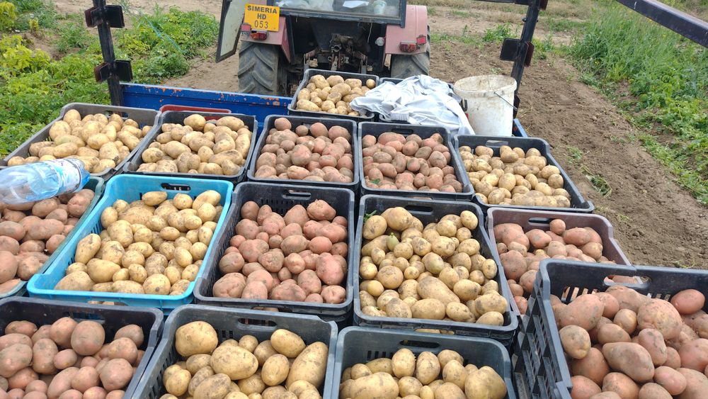 Cartofi albi direct din ferma