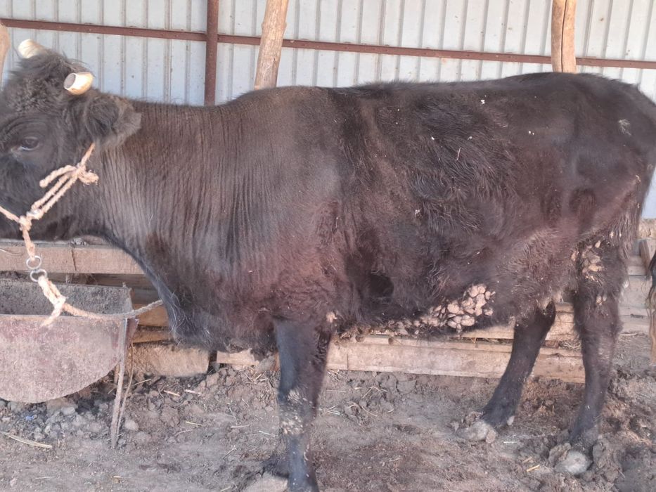 Сиыр бар май семіз