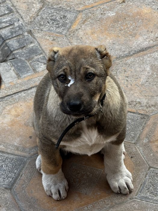 Алабай щенок.