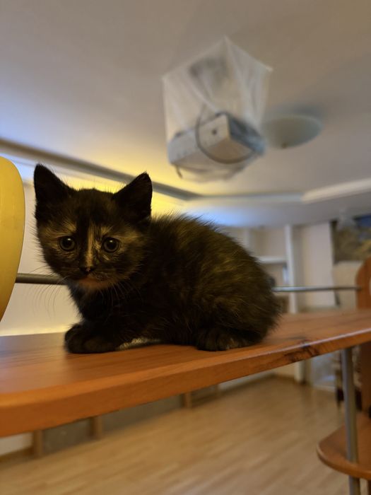 Котят в добрые руки