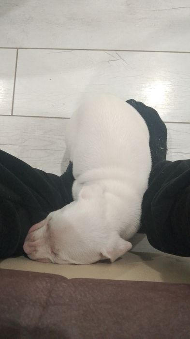 Питбуль альбинос 1 месяц