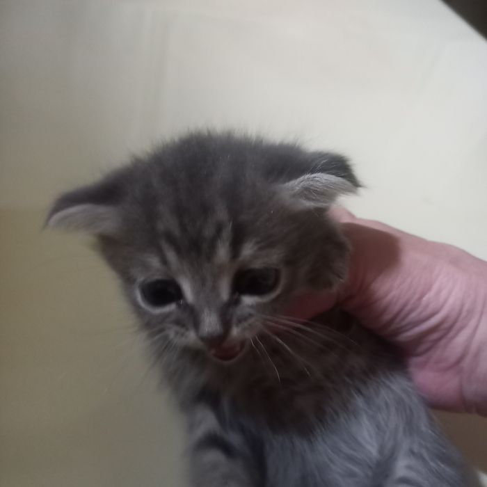 Вислоухий котёнок 1 месяц