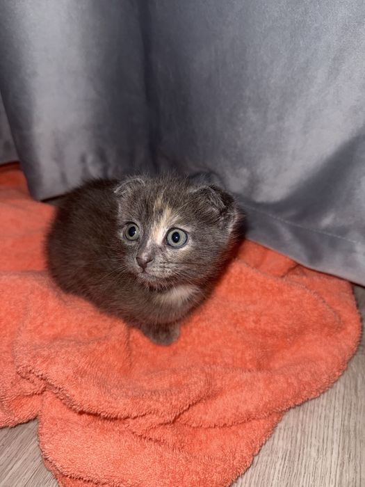 Вислоухий котенок