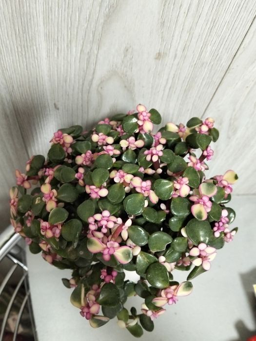 Продам денежное дерево