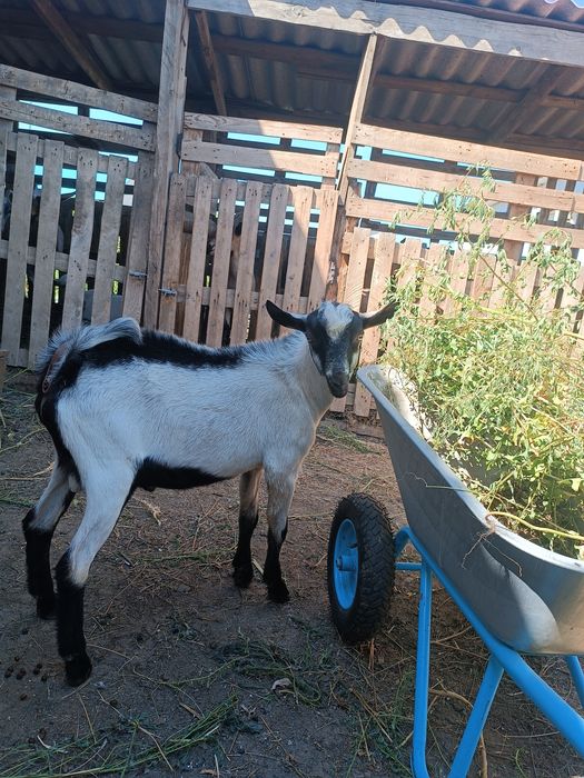 Продам козла альпийского.