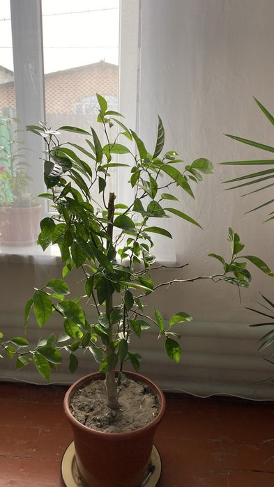 Комнатные цветы