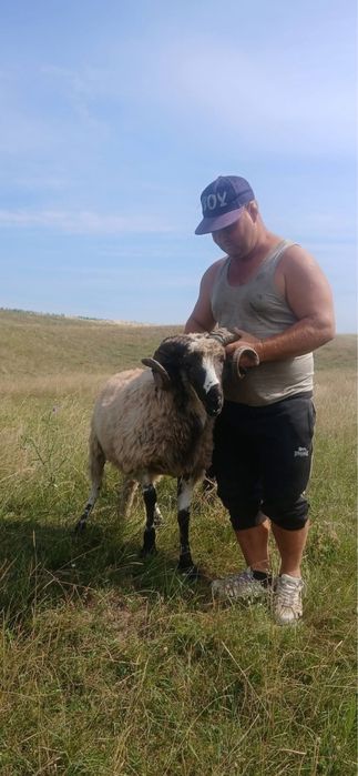 De vinzare berbec