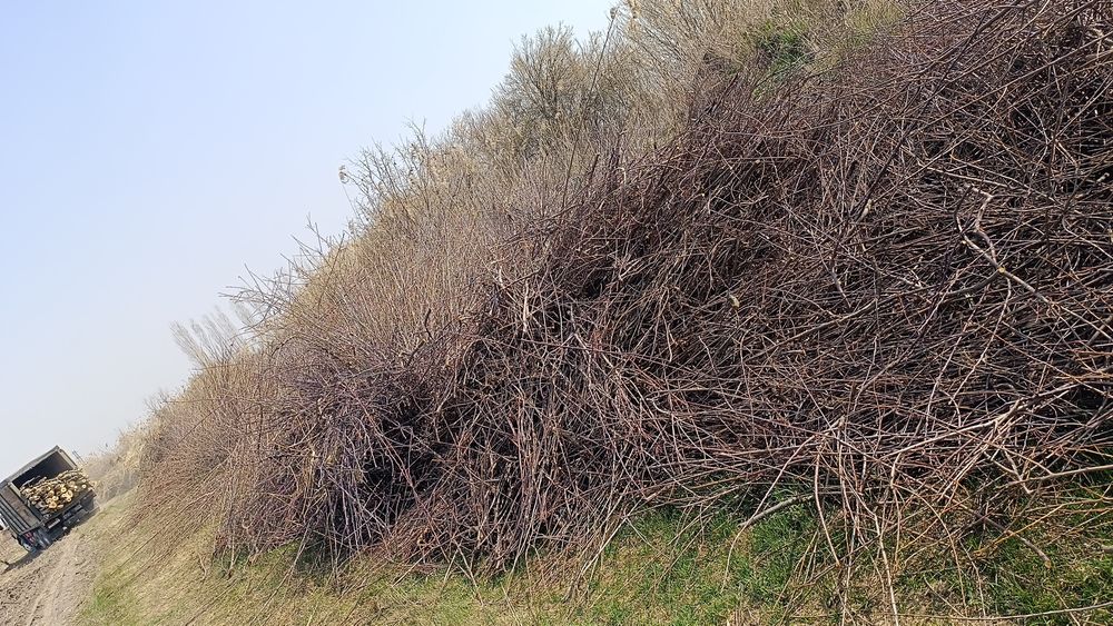 Daraxt shohlari sotiladi. Quruq o'tin.