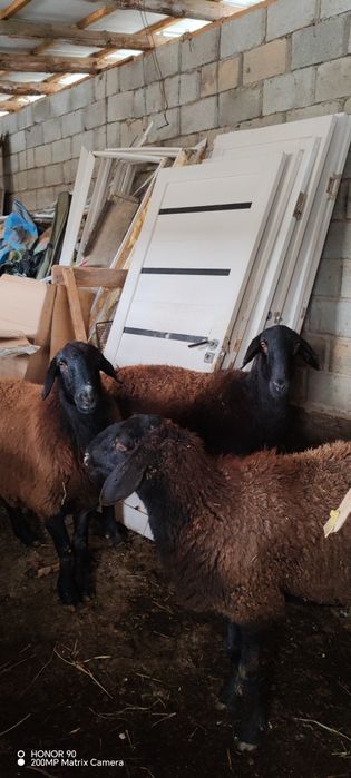 Қозылы қой, буаз қой сатылады