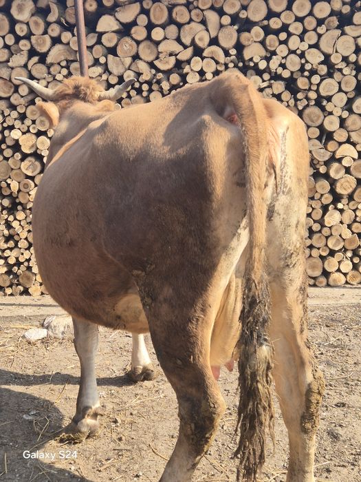 Vaca gestanta de vanzare