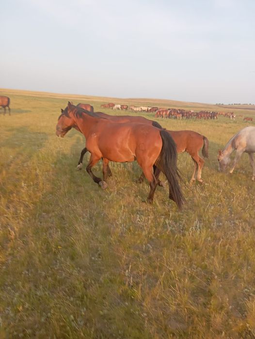 Продам две молодые кабылы