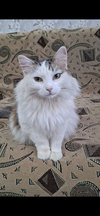 Пушистая грациозная Ева в добрые руки!