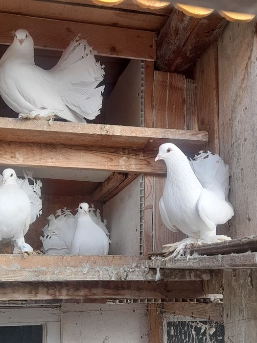 Porumbei volati unguresti