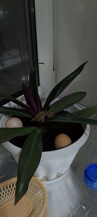 Комнатные растения