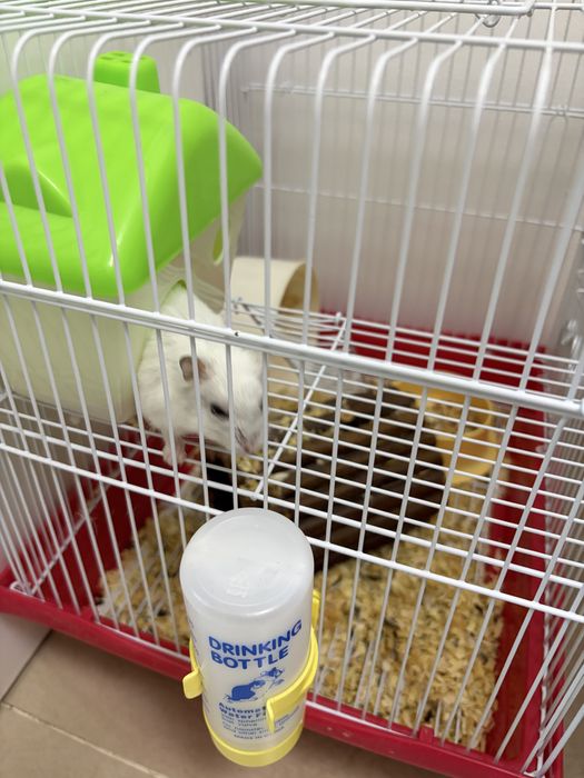 Donez hamster pitic