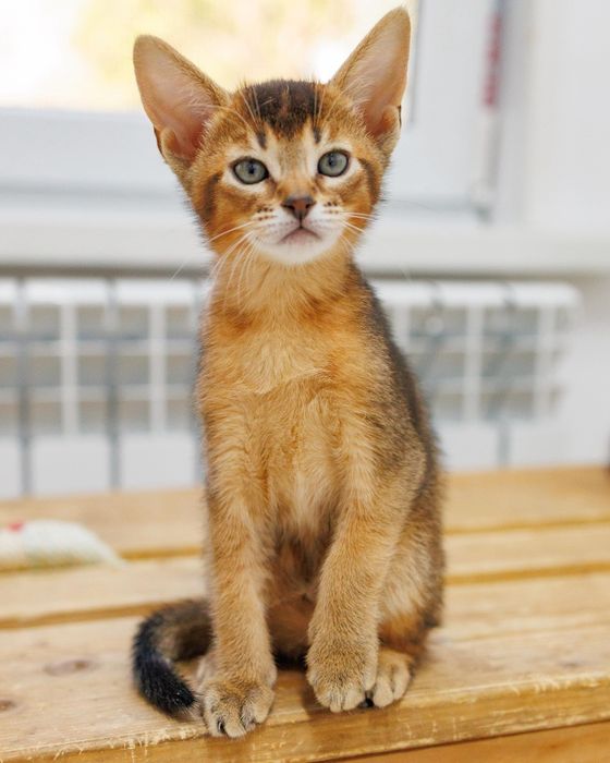 Котята Чаузи с документами