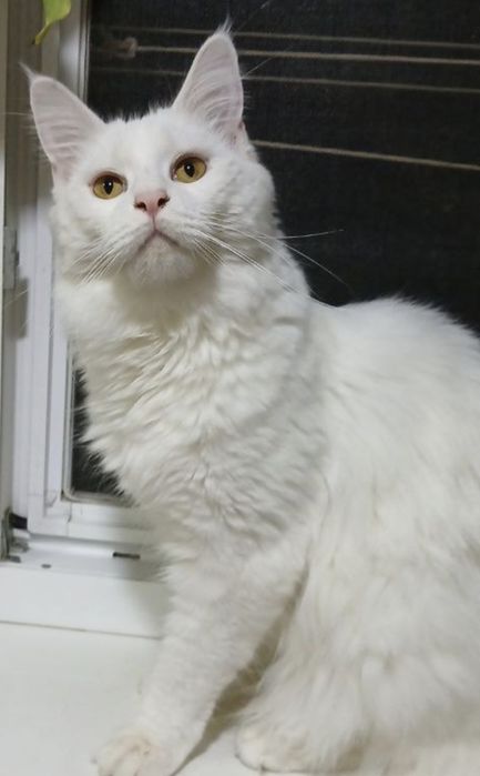 Мейн-кун маленькие котята