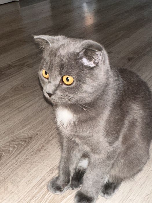 Отдам кота в добрые руки