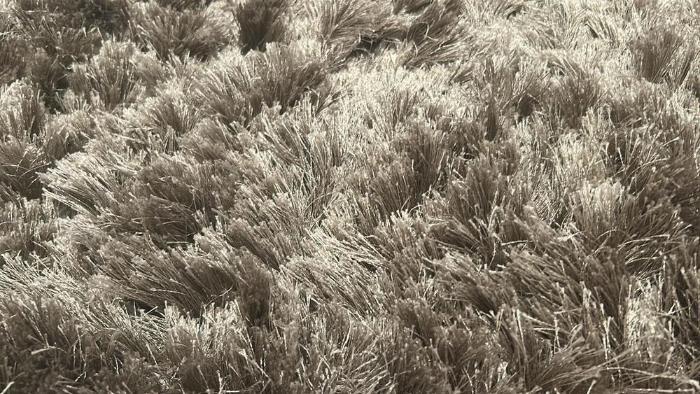 Covor fir lung matase