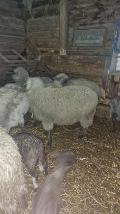 Berbeci si oi cu miei de vânzare