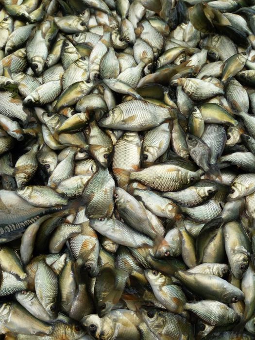 Puiet crap vara a 1 a 10 000 bucăți