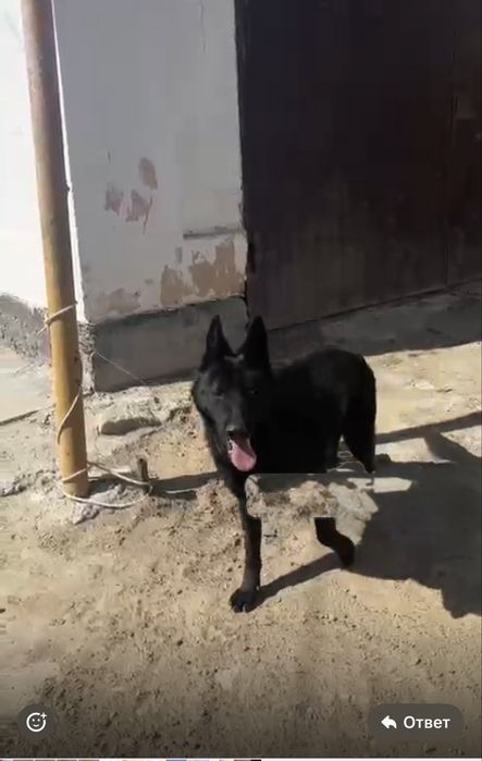 продается овчарка  1,5 лет