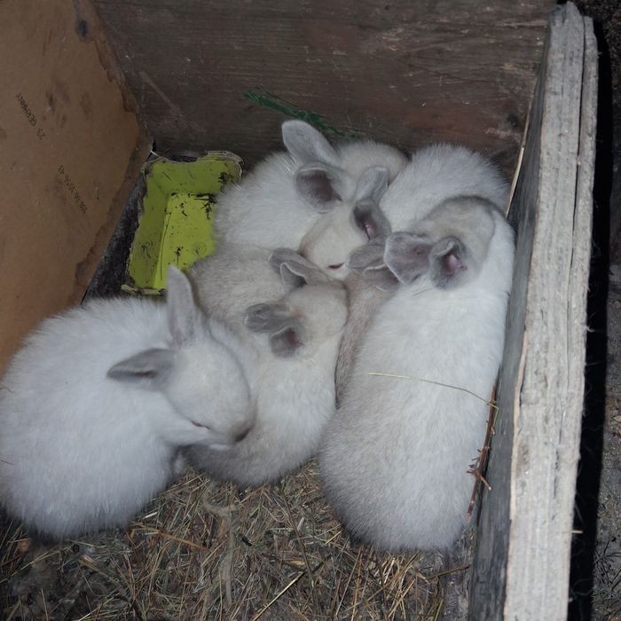 Vând 10 cocoși tineri