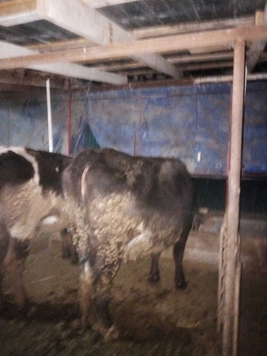 Продам тёлок стоят на откорме